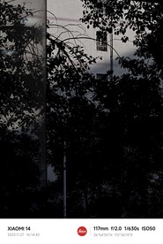 晚上树
