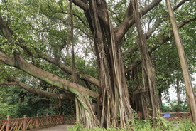 大榕树