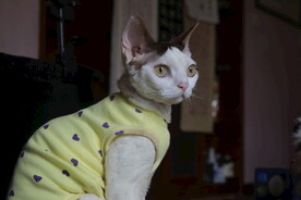 小猫德文