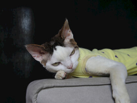 小猫德文