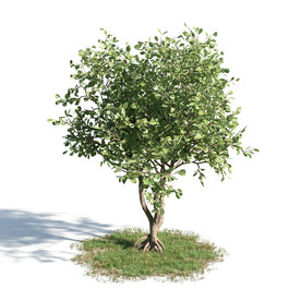 C4D模型 绿色植物