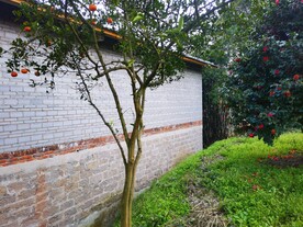 屋后的橘子树