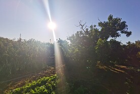迎着太阳