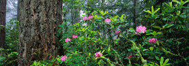 山花烂漫 