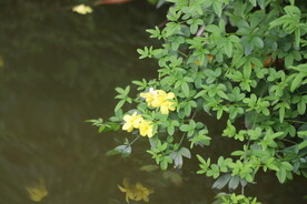 黄色花儿