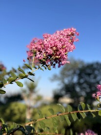 紫薇花粉色