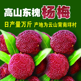 杨梅
