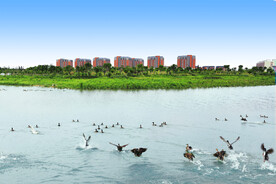 生态湿地
