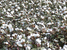 棉花