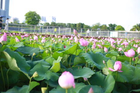 一池荷花