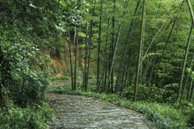 竹林小路