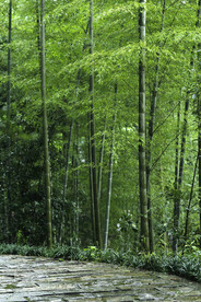 竹林 
