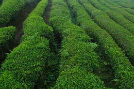 绿色植被