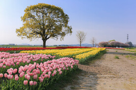 郁金香花展
