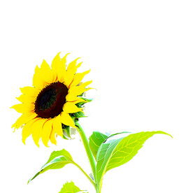 一朵带绿叶的葵花透明背景