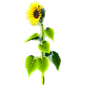 单支葵花透明背景