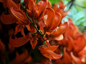 杂种柚木花 