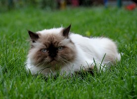 波斯猫