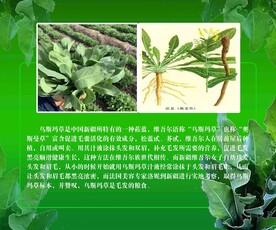 乌斯玛