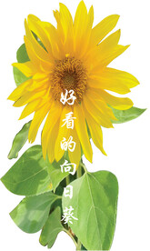 好看的向日葵 已扣好 