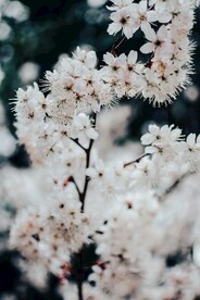 2樱花2