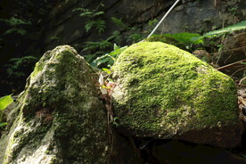 长满青苔的石头