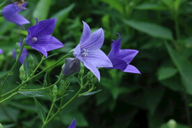 桔梗花  