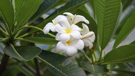 绽放的小白花