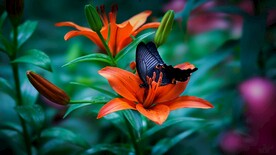 蝴蝶与鲜花