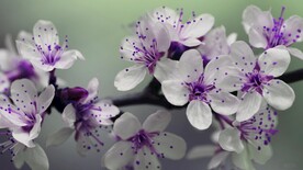 枝头盛开的花朵