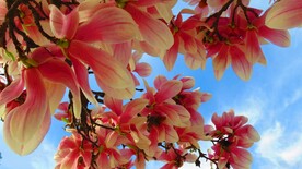 玉兰花
