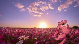 花海