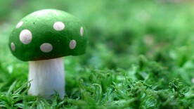 草地上的蘑菇