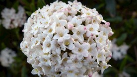 白花特写