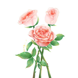 玫瑰花图片