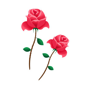 玫瑰花图片