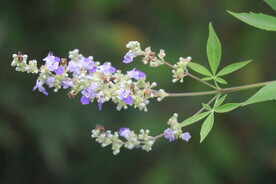 黄荆