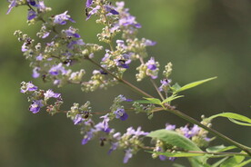 黄荆