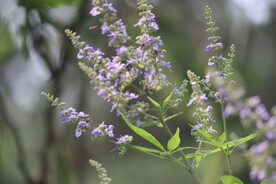 黄荆