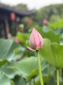 荷