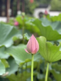 荷