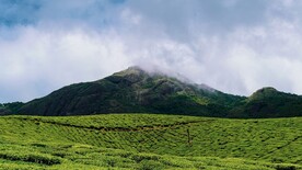 种植园