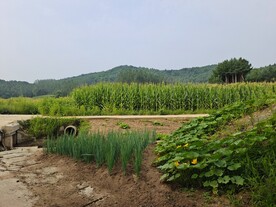 庄稼地