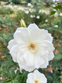 白玉堂