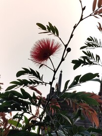 朱缨花