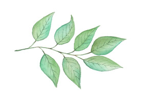 手绘植物枝叶  