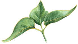 手绘植物枝叶  