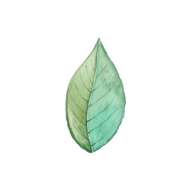 手绘植物枝叶  