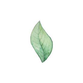 手绘植物枝叶  