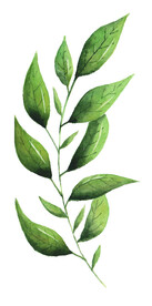 手绘植物枝叶  